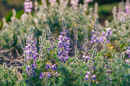 Silvery Lupine (Lupinus argenteus), beautiful the pea-like blue wildflowers in bloom, and the cloudy sky in the backgroundの写真素材