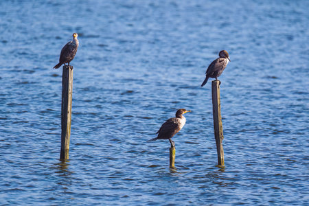 Cormorants perching on a wooden pole in the middle of the lake. Oso Flaco Lake, California Central Coastの写真素材