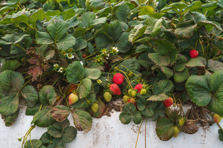 Agricultural field strawberry plants. Berries close-up. Industry, modern farming, strawberry production. Rows of plastic covered hills with strawberries.の写真素材