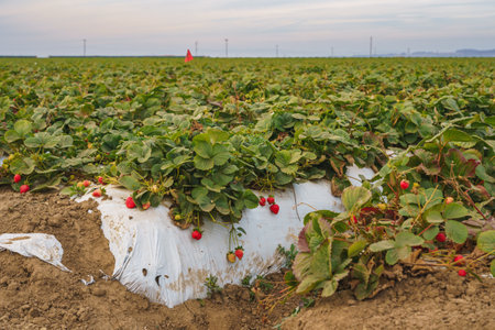 Agricultural field strawberry plants. Rows of plastic covered hills with strawberries.の写真素材