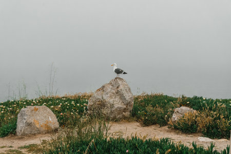 Rocky beach and seagull sitting on a cliff top on a foggy overcast day, California coastlineの写真素材