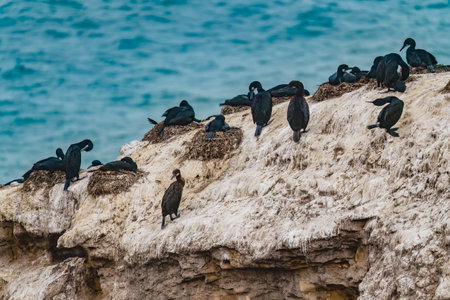 Rocky cliffs in the ocean and flock of cormorants on an overcast day, Californiaの写真素材