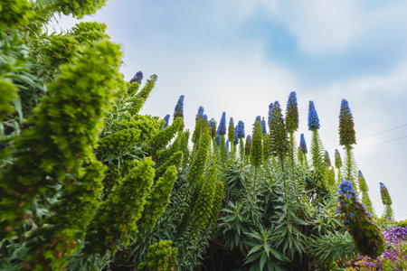 The Pride of Madeira ( Echium candicans ) is a magnificent conical blue flower that spikes. Giant bush in full bloom close-up on the beach on a sunny day in Californiaの写真素材