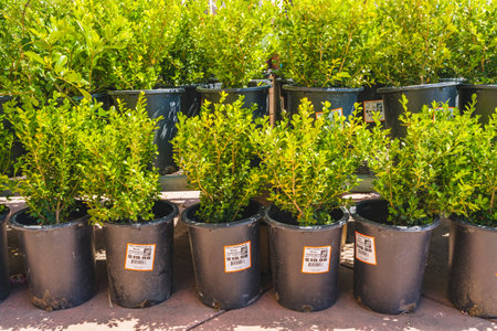 Santa Maria, California, USA - May 17, 2023. Variety of plants and flowers on sale at the local garden center. Potted plants on display outside on a sunny dayのeditorial素材