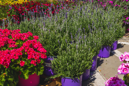 Variety of plants and flowers for sale at a garden nursery outdoors on a sunny dayの写真素材