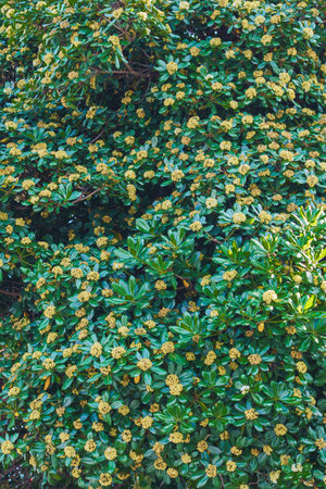 The Japanese cheese wood is also known as Japanese pittosporum, beautiful evergreen tree in bloom...
