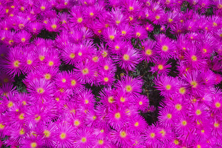The hardy ice plant (Delosperma cooperi), succulent that blooms with bright purple to pink flowers close-up on a bright sunny day, Californiaの写真素材