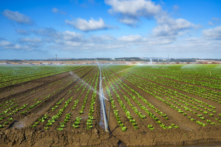 Watering agricultural field. Field irrigation sprinkler system waters rows of lettuce crops on farmland in Santa Barbara County, Californiaの写真素材