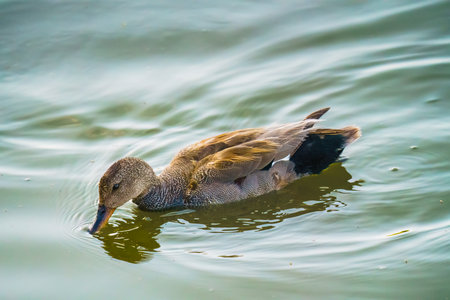 A young mallard swimming on a lake. Close-up portrait, sunset on the lakeの写真素材