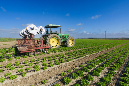 Santa Barbara County, California, USA - June 1, 2023. Tractor in a field of green lettuce plants. The tractor is pulling a plow behind it, and the lettuce plants are growing in rows. Cloudy sky in the backgroundのeditorial素材