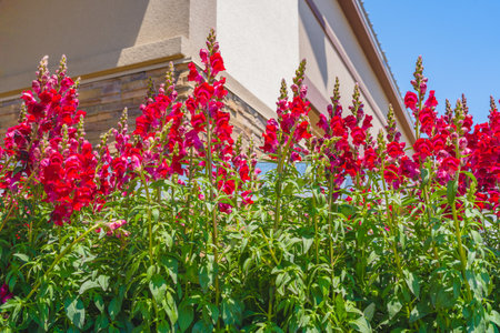 Variety of plants and flowers for sale at a garden nursery. Blossom flowers in flower pots close-up outdoors on a sunny dayの写真素材