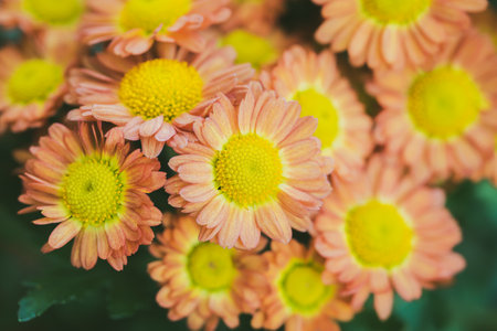 Red-yellow Chrysanthemum (Mums cluster) close-up in light soft blur backgroundの写真素材