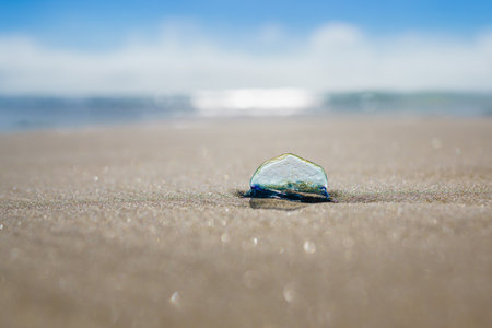 Blue sail jellyfish, or by-the-wind-sailor, or Velella Velella, close-up on the beach. A tiny sail allows the organism to travel on seaの写真素材