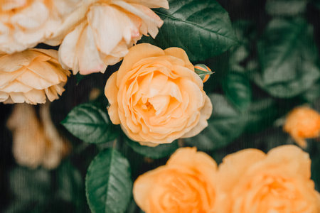 Floral textured background. Yellow roses on a lush green bush in Summer garden close-up.の写真素材