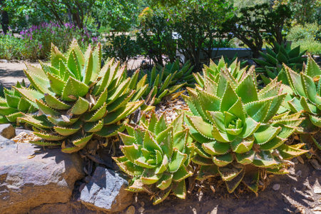 Gold Tooth Aloe (Aloe nobilis) close-up in the garden, an evergreen succulent perennial forming a carpet of decorative rosettes.の写真素材