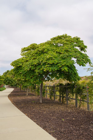Silk tree acacia (Albizia julibrissin) or Persian Silk tree or mimosa tree, beautiful ornamental...