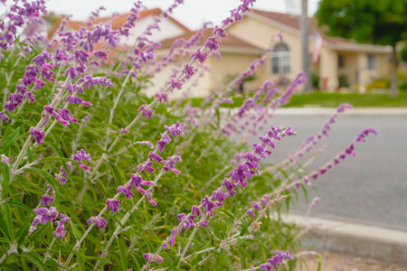 Colorful Mexican bush sage flowers in full bloom in city park. Salvia leucantha (Amethyst sage)...