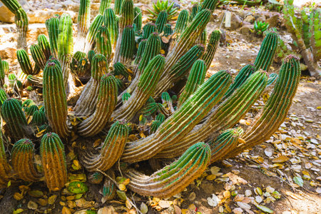 Euphorbia horrida, Africa milk barrel close-up in the desert in California. Euphorbia Horrida is a species of cactus native to South Africaの写真素材