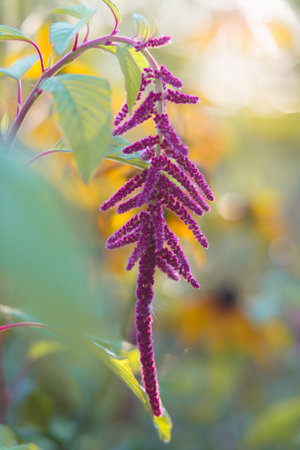 Love lies bleeding, or Amaranthus caudatus, close-up in the home garden, beautiful soft floral background. Reddish-purple velvety, drooping flower panicles close-upの写真素材