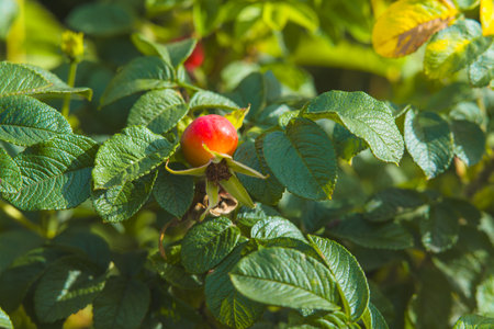 Red rosehip berries in a vegetable gardenの写真素材