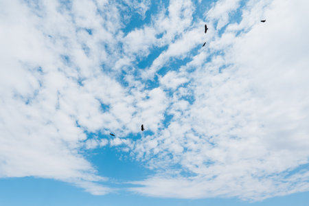 Cloudy sky and silhouette of one flying hawk. Copy space for text