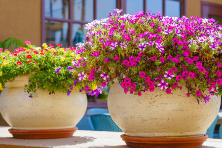 A large outdoor flower pots bursts with a profusion of colorful garden petunia flowers, creating a vibrant and enchanting displayの写真素材