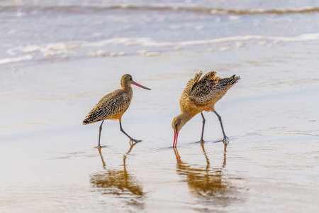 Marbled godwit on the beach at sunset. A close-up portrait of a large shorebird, California Central Coast.の写真素材