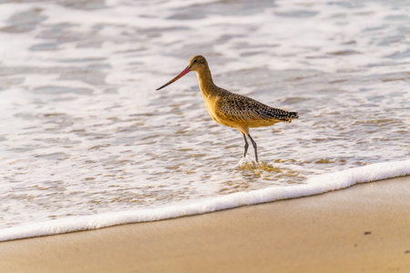 Marbled godwit on the beach at sunset. A close-up portrait of a large shorebird, California Central Coast.の写真素材