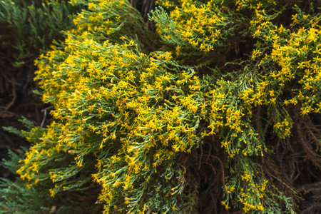 California Goldenbush (Ericameria ericoides) is a flowering shrub in daisy family. It grows in the sand dunes and coastal hills, California Central Coastの写真素材