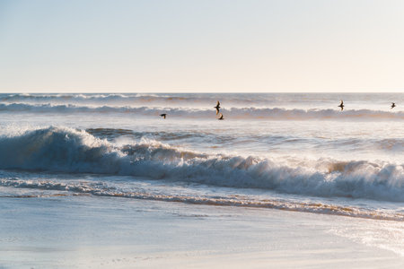 A tranquil scene of sea waves bathed in warm sunlight with the graceful silhouette of birds in flight, epitomizing the beauty of nature in motion, light color, copy space for the textの写真素材