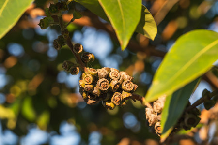 Branch of Gum tree with seed pods close-up at sunset.の写真素材