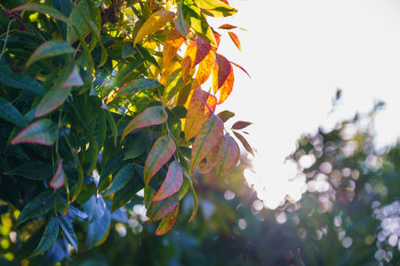 Autumn leaves at sunset. Beautiful soft autumn floral background