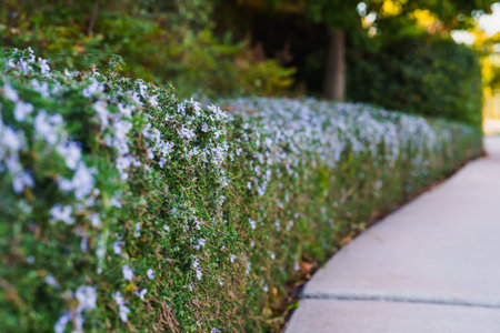 Rosemary bushes planted along the footpath make a beautiful low hight hedge. Selective focus, soft...