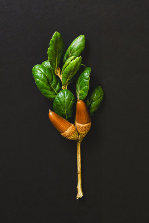Coast live oak branch with acorns and green leaves, close-up isolated on black background, copy spaceの写真素材
