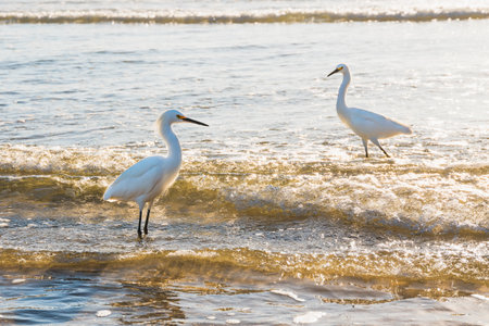 Great egret (ardea alba)  on the beach standing in water at sunset, sea waves in the background