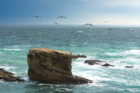 California coastline. Rocky beach and a flock of flying birds with a clear sky in the backgroundの写真素材
