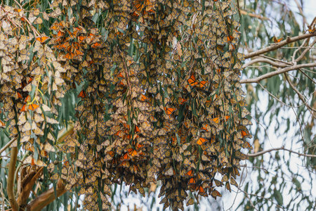 Thousands of Monarch butterflies gather on an Eucalyptus tree, creating a living tapestry that whispers tales of migration and the delicate beauty of natureの写真素材