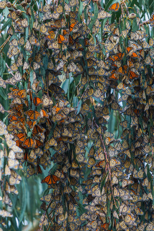 Monarch butterflies clusters in the limbs of majestic Eucalyptus trees, Pismo Beach Grove, California Central Coastの写真素材