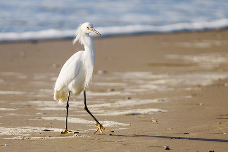 White heron or Little egret, or Egretta garzetta, close-up on the beachの写真素材