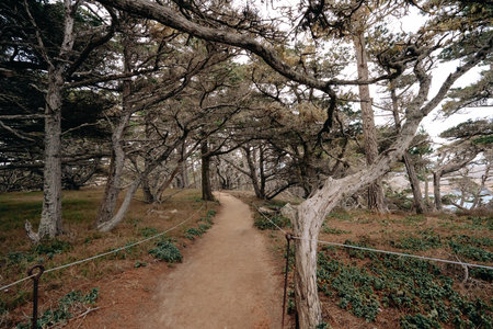Walkway through dark cypress forest at Point Lobos State Natural Reserve, Californiaの写真素材