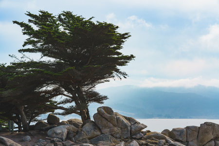 Cypress on a Rocky Coast. 17 Mile Drive, Pebble Beach, California Central Coastの写真素材