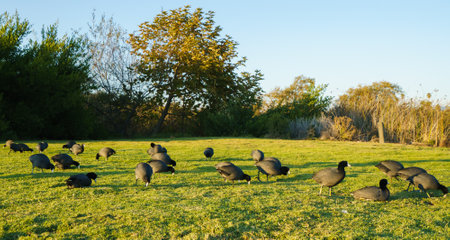 American coots. Flock of birds pinching the grass on the beach close to the lakeの写真素材