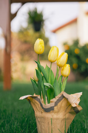 Flower pot with beautiful yellow tulips close-up outdoor, vertical bannerの写真素材