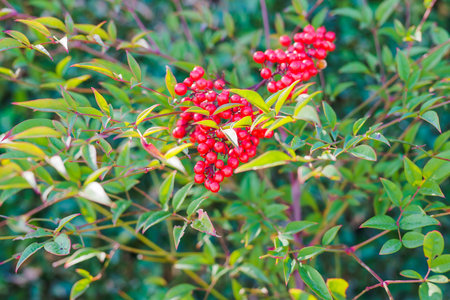 Heavenly bamboo plant, Nandina domestica. Vibrant foliage color, and red berries close-up in a sunny...