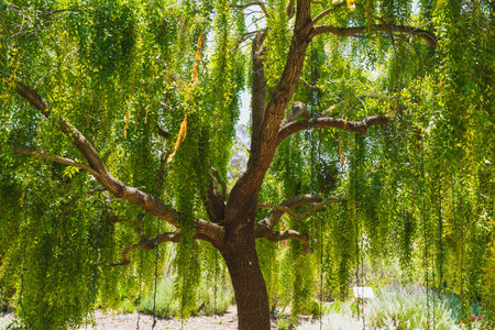 Mayten tree (Maytenus boaria), evergreen weeping tree close-up in the garden on a bright sunny day