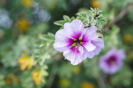 Malva, or Mallow, beautiful tropical perrenial plant in bloom. Light pink Malva flowers close-up in the gardenの写真素材