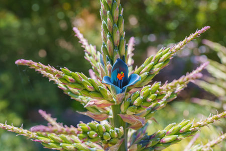 Puya alpestris, Sapphire Tower, giant bromeliad in bloom close-up in the garden. Pyramidal flower...