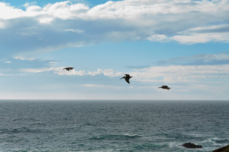 Pacific ocean and a cloudy sky with flock of birds flying over the water, California central coastの写真素材