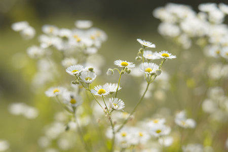 Wild chamomile flowers growing in the meadow. Soft light floral backgroundの写真素材