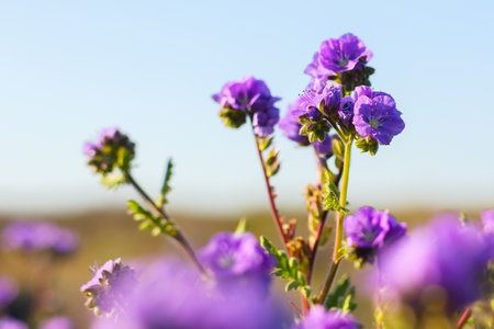 Wildflower meadow, super bloom season in sunny California. Colorful flowering meadow with blue, purple, and yellow flowers close-up at sunsetの写真素材